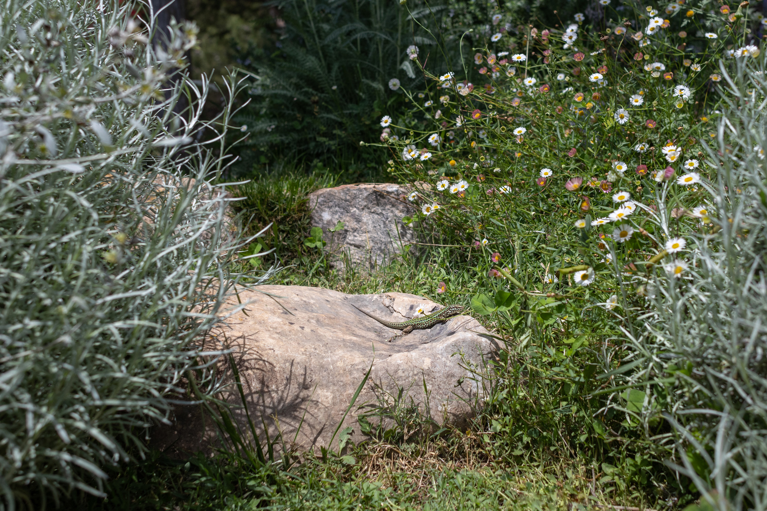 biodiversidad-landscaping-ibiza