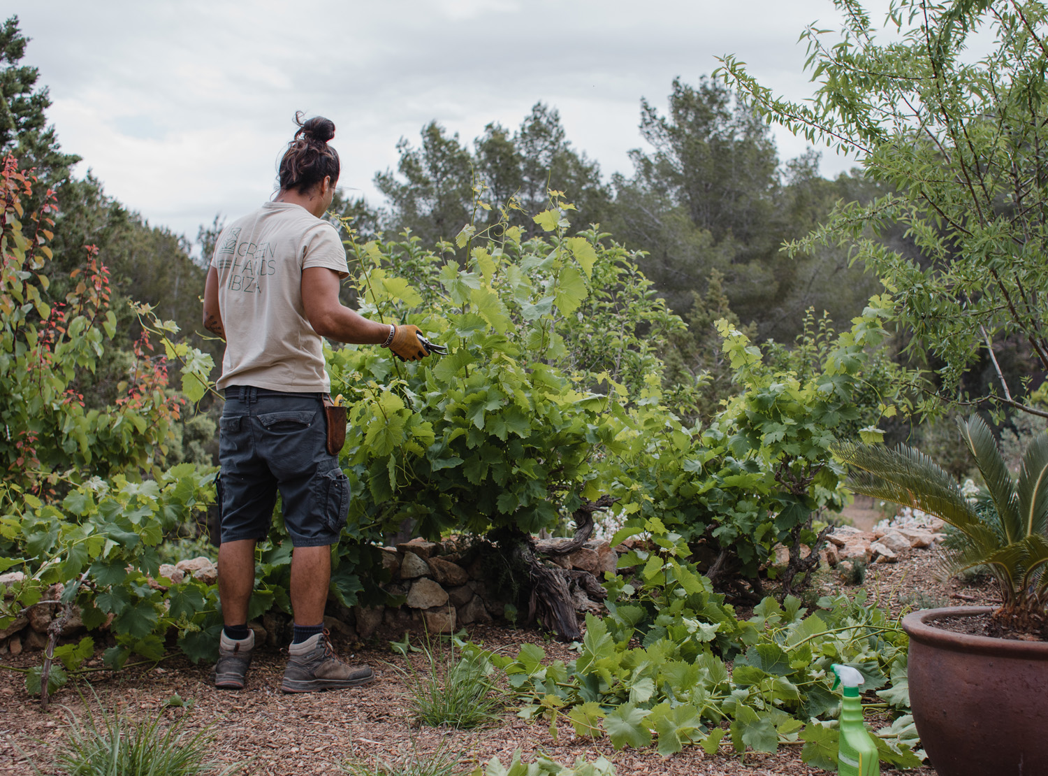 huerto-ecológico-ibiza