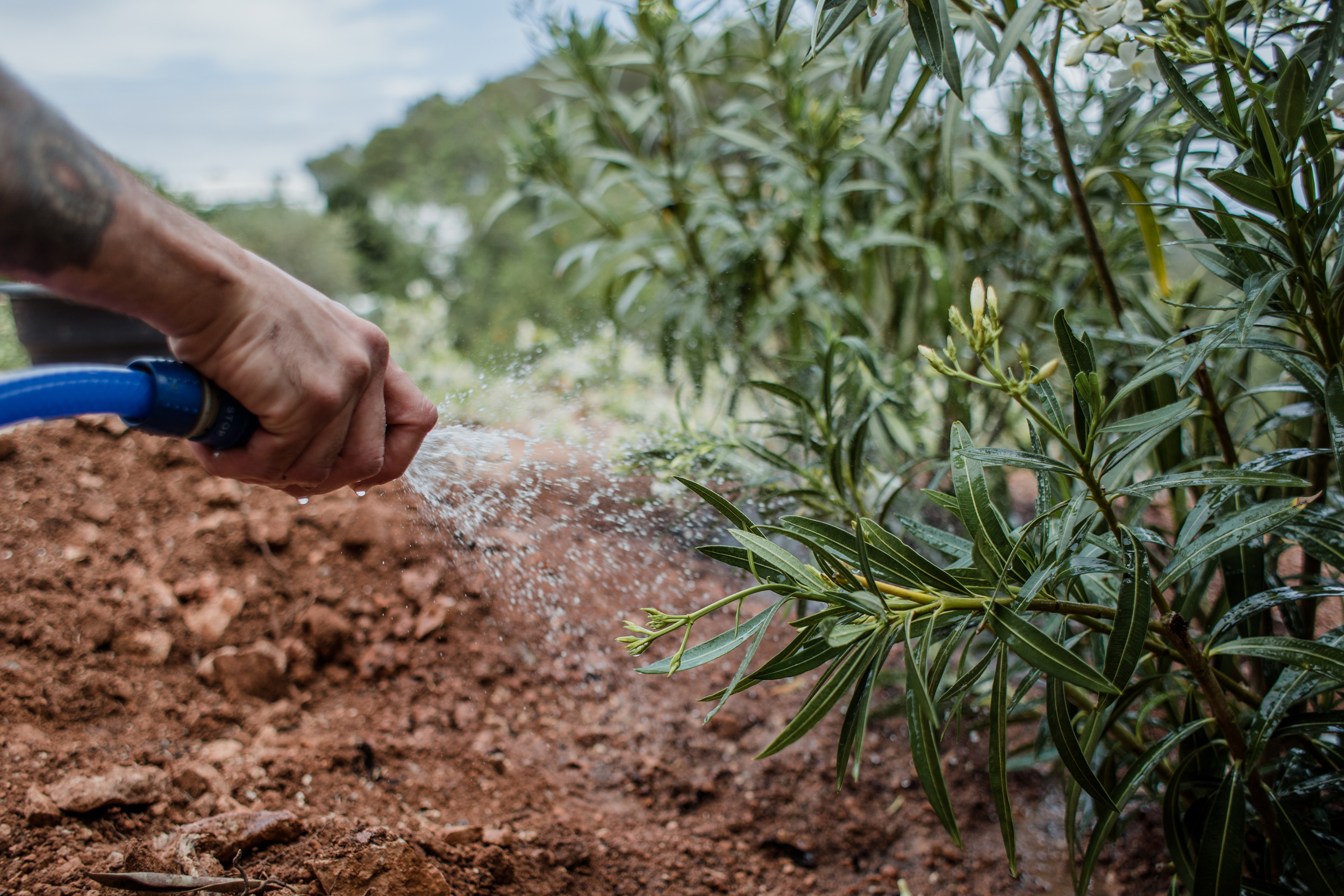 jardinería-sostenible-ibiza