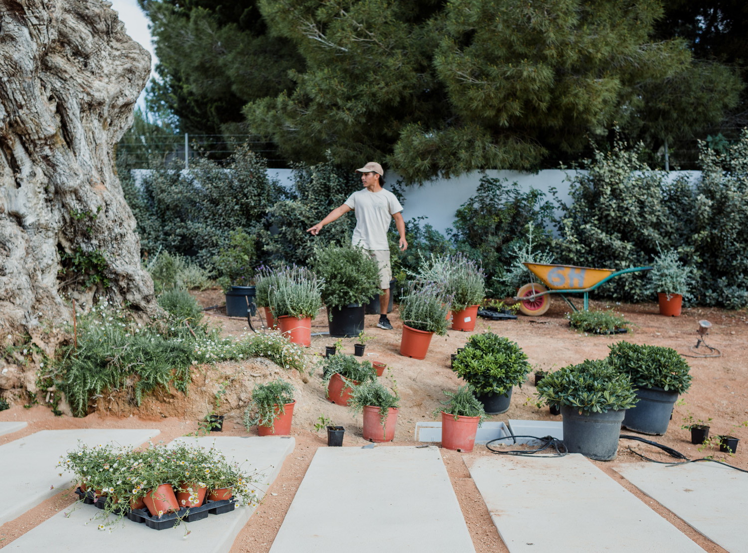 mantenimiento-jardines-ibiza