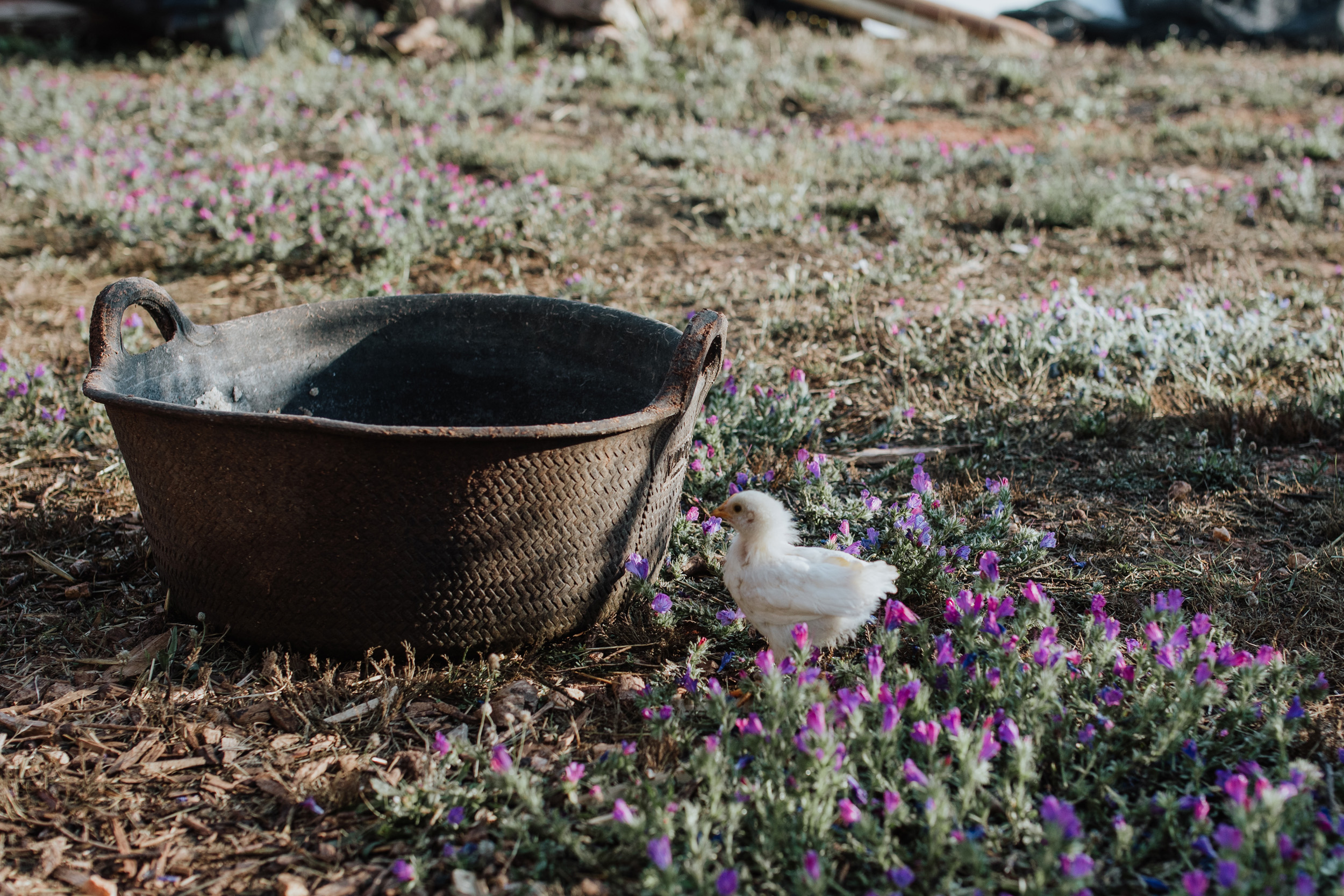 sustainable-gardening