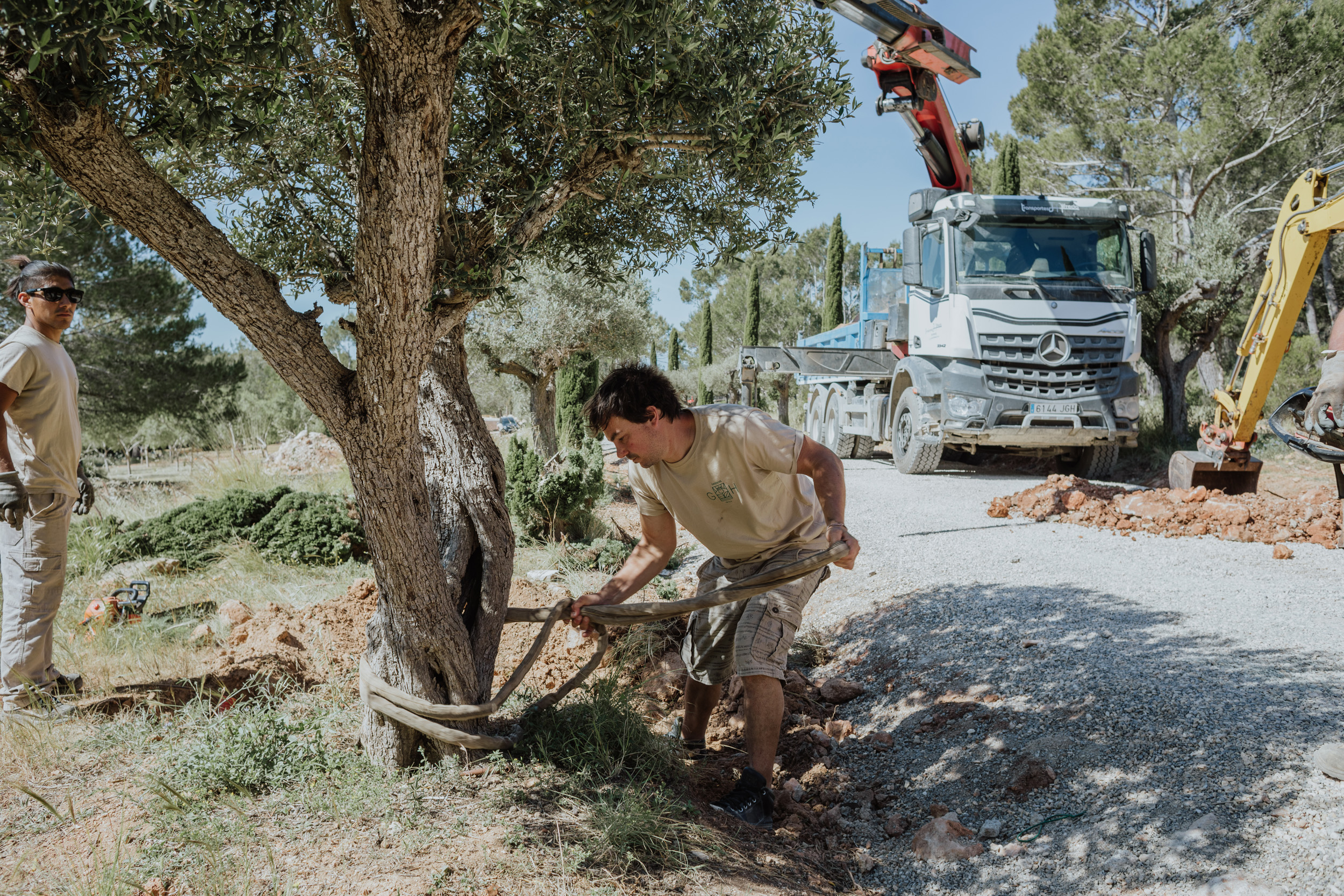 trasplante-arboles-ibiza