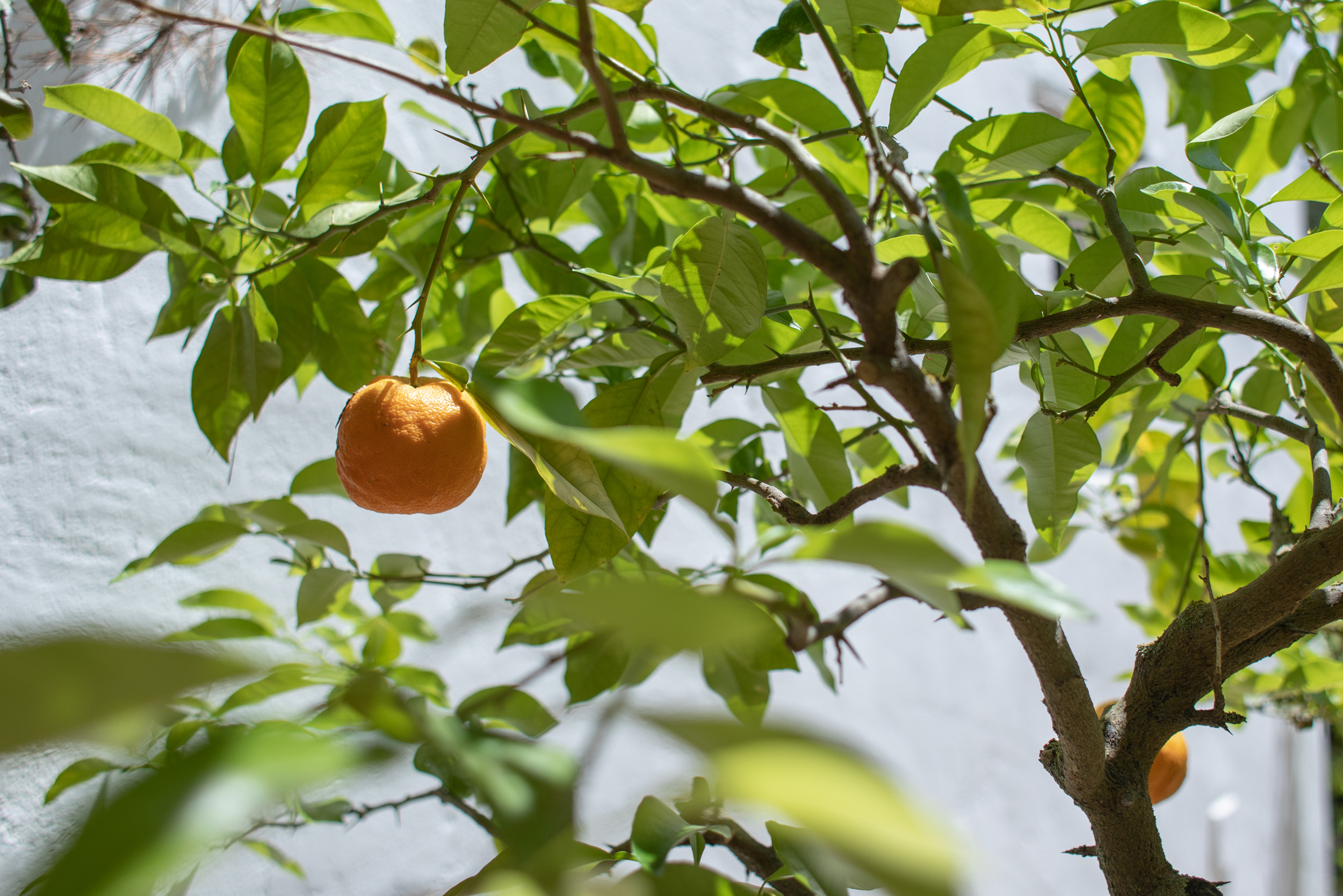 tratamiento-arboles-ibiza