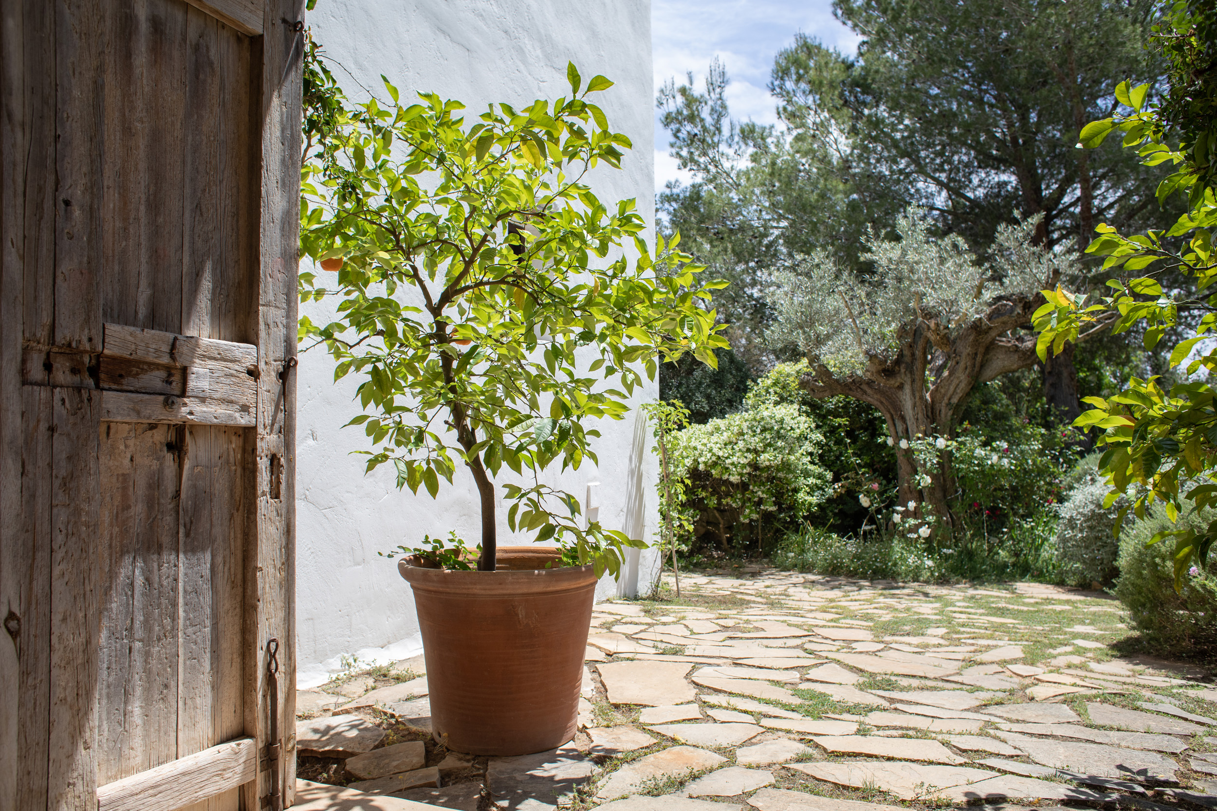 mantenimiento-jardin-ibiza